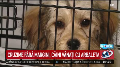 Câini vânați cu arbaleta, într-un oraș din România! Este nevoie de ajutorul oamenilor pentru identificarea ucigașului