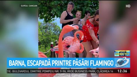 Barna, escapadă printre păsări flamingo