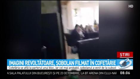 Șobolan, filmat plimbându-se printr-o cofetărie, la doar câțiva pași de mesele la care mâncau oamenii