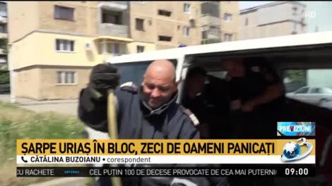 Panică într-un bloc din Constanța. Un șarpe URIAȘ a pătruns într-un bloc și a băgat spaima în zeci de oameni