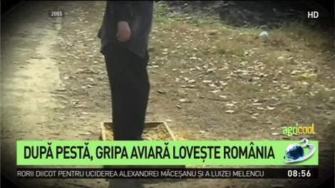 După pestă, gripa aviară lovește România. ANSVSA a dezvăluit cât de periculos este virusul pentru om