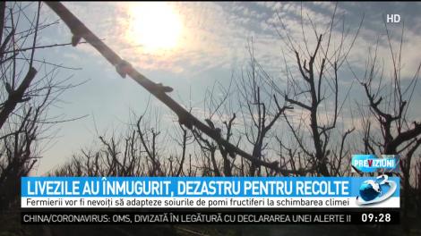Livezile au &icirc;nmugurit, dezastru pentru recolte