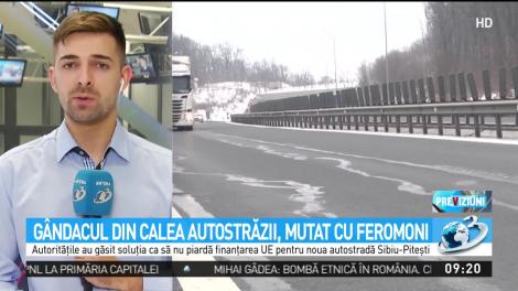 G&acirc;ndacul din calea autostrăzi, mutat cu feromoni