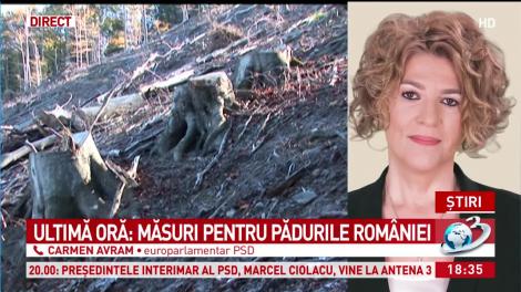 Ultimă oră: Măsuri pentru pădurile Rom&acirc;niei