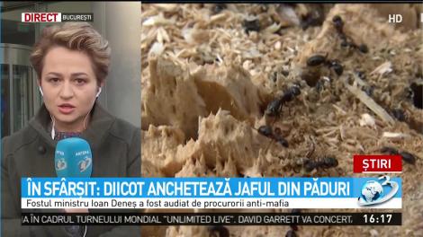DIICOT anchetează jaful din păduri