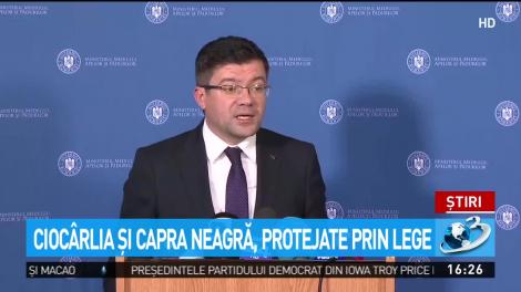 Cioc&acirc;rlia şi capra neagră, protejate prin lege