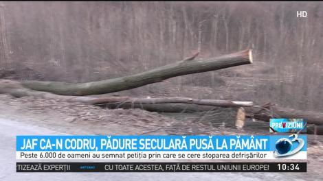 Codrii seculari ai Iaşiului sunt puşi la păm&acirc;nt cu drujbele