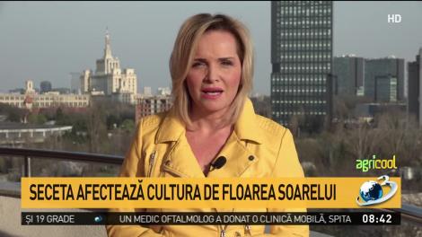 Seceta afectează cultura de floarea-soarelui