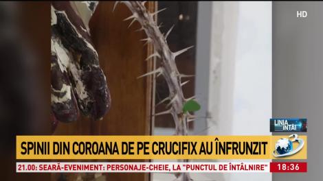 Miracol divin în plină pandemie de coronavirus! Coroana de spini a lui Iisus Hristos a înflorit! Ce s-a întâmplat, chiar a doua zi!