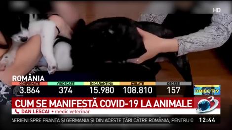 Exclusiv! Un medic veterinar explică cum se manifestă Covid-19 la animale