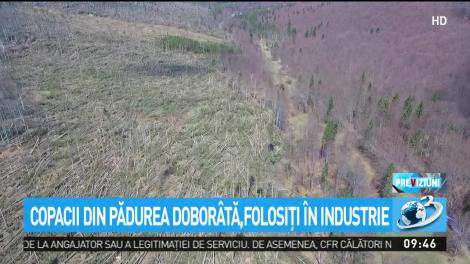 Copacii din pădurea dobor&acirc;tă de v&acirc;ntul puternic, folosiţi &icirc;n industrie