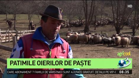 Patimile oierilor de Paște. Cererea de miei mult mai mică dec&acirc;t oferta