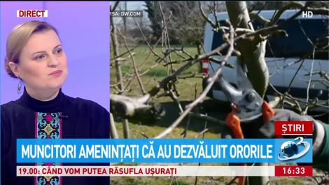 Muncitori români din Germania, amenințați că au dezvăluit ororile de pe plantațiile de sparanghel
