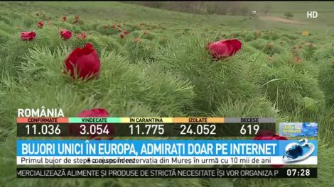 Tur virtual printre flori. Bujori unici &icirc;n Rom&acirc;nia, admiraţi pe internet