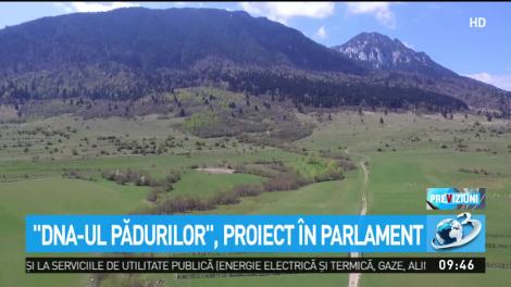 ''DNA-ul pădurilor'', proiectul care ar putea fi adoptat săptăm&acirc;na viitoare &icirc;n Parlament