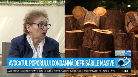 Exclusiv! Avocatul poporului condamnă defrişările masive: Avem un raport foarte serios pe tema aceasta