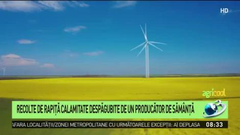 Recolte de rapiţă calamitate, despăgubite de un producător de sămânţă