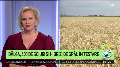 Dâlga, 400 de soiuri şi hibrizi de grâu în testare
