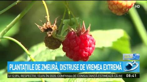 Plantaţiile de zmeură, distruse de vremea extremă