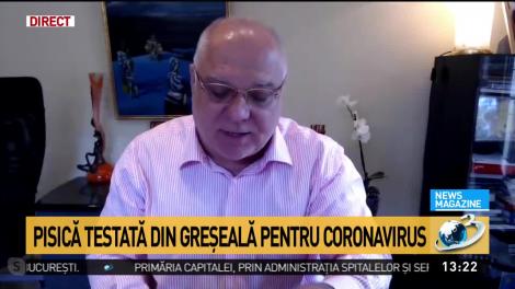 Pisică din București, testată din greșeală pentru COVID-19