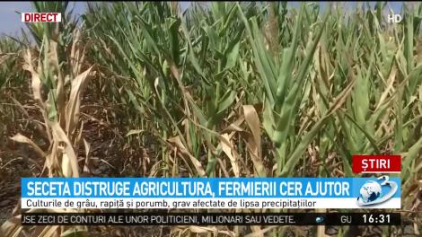 Seceta distruge agricultura, iar fermierii cer ajutor: ''Avem daună totală şi la porumb şi la gr&acirc;u!''