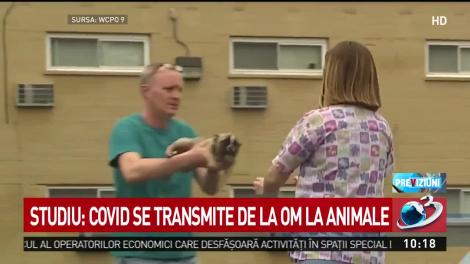 Studiu: COVID se transmite de la om la animale
