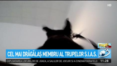 Cel mai drăgălaş membru al truperlor S.I.A.S.