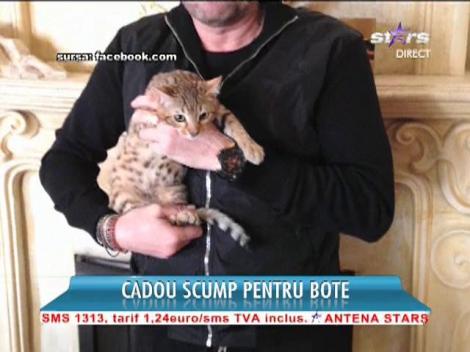 O pisică bengaleză, cadou pentru Cătălin Botezatu
