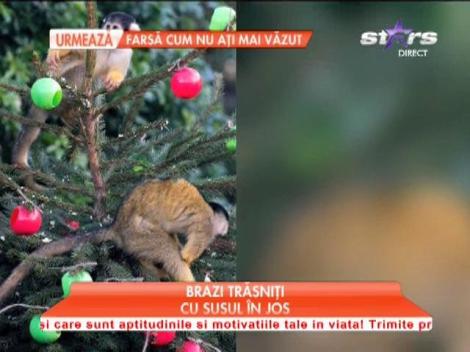 Brazi de Crăciun trăzniţi, cu susul în jos!