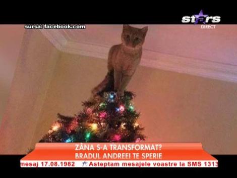 Andreea Marin, cu pisica în vârful bradului de Crăciun!