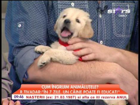 Cum îngrijim animalele, sfaturi de la specialist