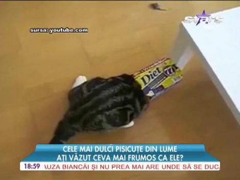 Cele mai dulci pisici din lume