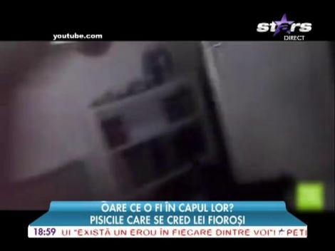 Animăluţele, haioase și când sunt stângace