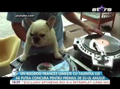 Un buldog francez uimeşte cu talentul lui