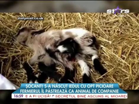 S-a născut iedul cu 8 picioare