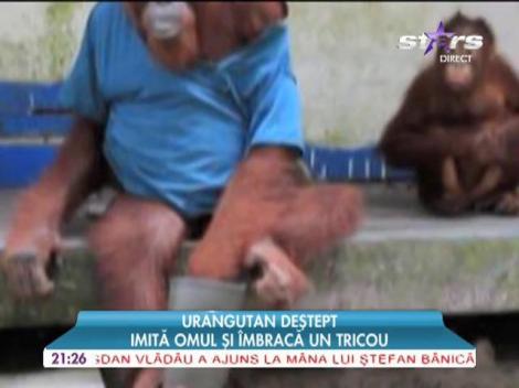 Un urangutan deştept imită omul şi îmbracă un tricou