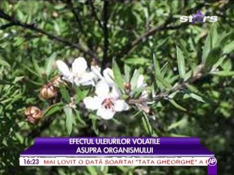 Efectul uleiurilor volatile asupra organismului