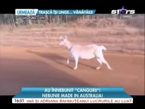 Un bărbat i-a dat drumul țapului său și l-a pus să alerge pe lângă mașină