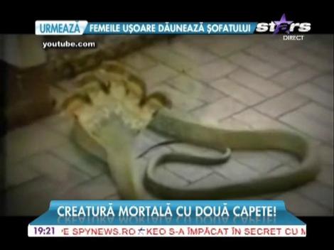 Creatură cu două capete, descoperită pe malul Mării Negre!