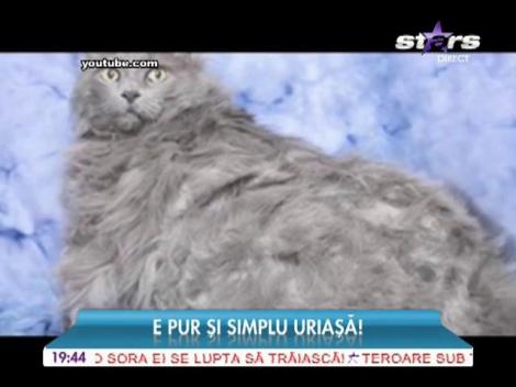 Cea mai mare pisică din lume! Cântărește 10 kilograme!