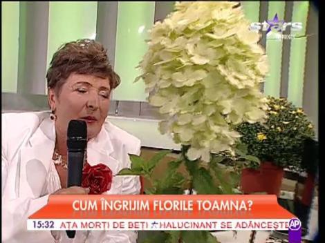 Cum îngrijim florile toamna?