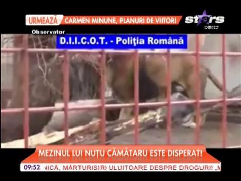 Fiul lui Nuțu Cămătaru vrea să recupereze leii familiei cu orice preț