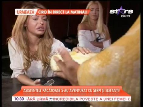 Asistentele păcătoase în mijlocul unui circ