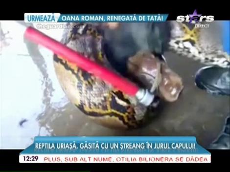 Cel mai lung şarpe din lume s-a sinucis! Reptila uriaşă, găsită cu un ştreang în jurul capului!