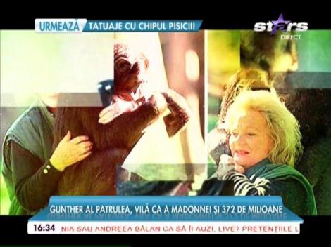 Iată în ce lux trăiesc cele mai bogate animale din lume