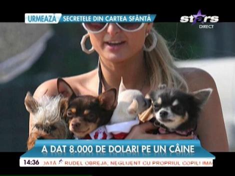 Paris Hilton a dat o mică avere pe un cățeluș