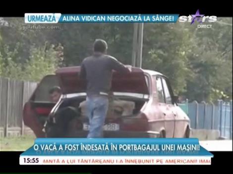 Scene revoltătoare în judeţul Buzău! Cu vaca în portbagajul unei dacii!