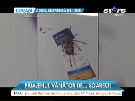 Păianjenul vânător de şoareci!
