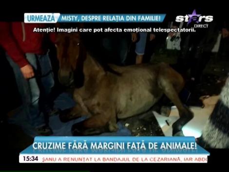Doi cai, aduşi la un pas de moarte cu bătaia