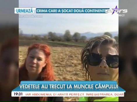 Vedetele au trecut la muncile câmpului